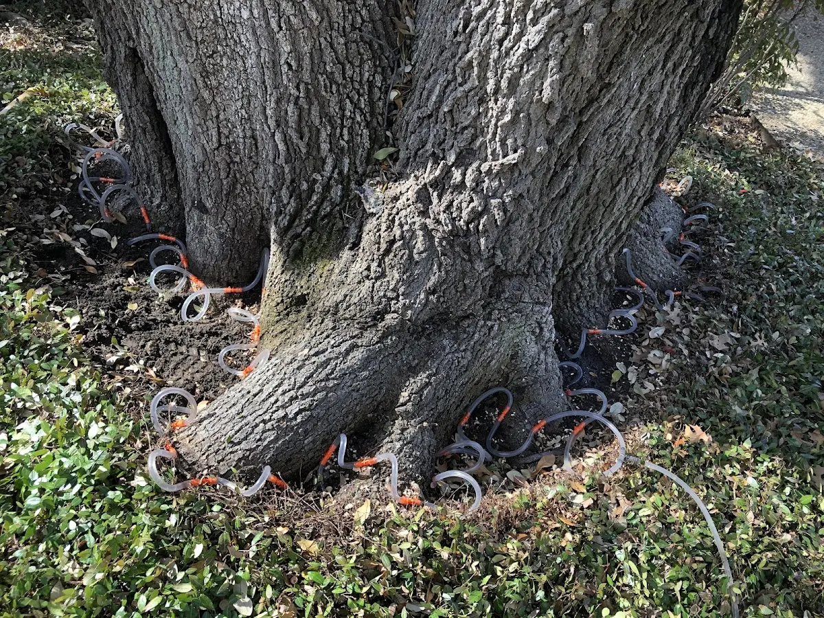 Detailed Tree Cabling and Bracing job site in Rush Hill