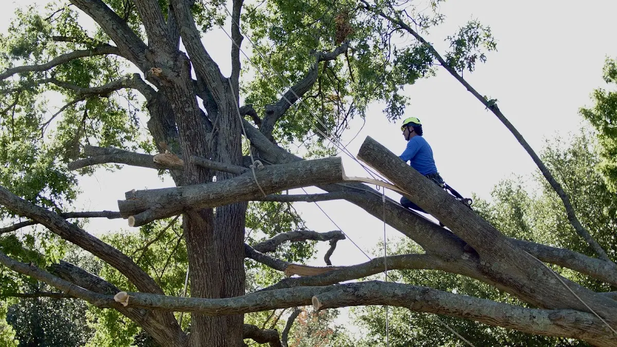 Professional Crown Thinning performed by certified arborists in Rush Hill